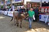 147 Fiera Zootecnica di Serina 2019